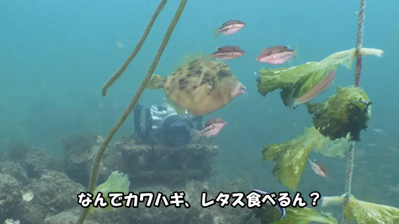 圖片5 圖片5