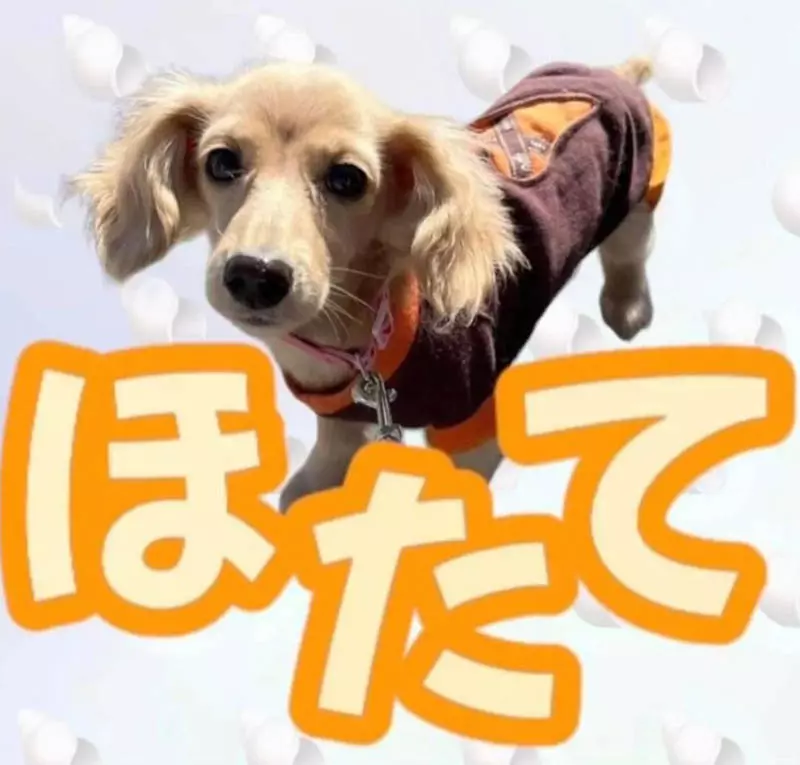 圖片10 圖片10
