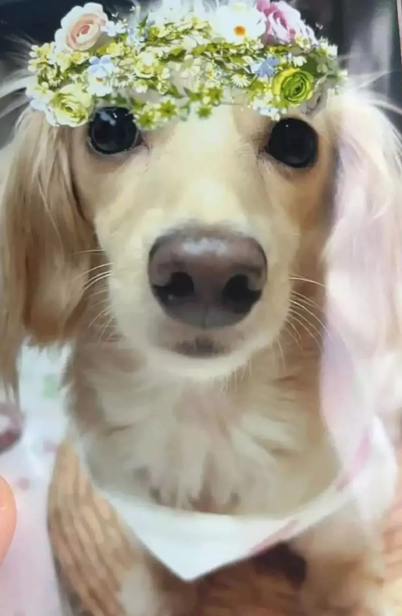圖片9 圖片9