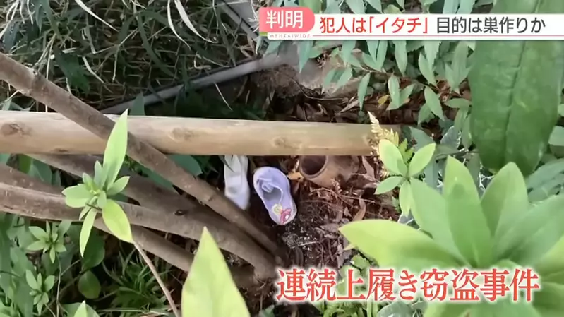 圖片9 圖片9