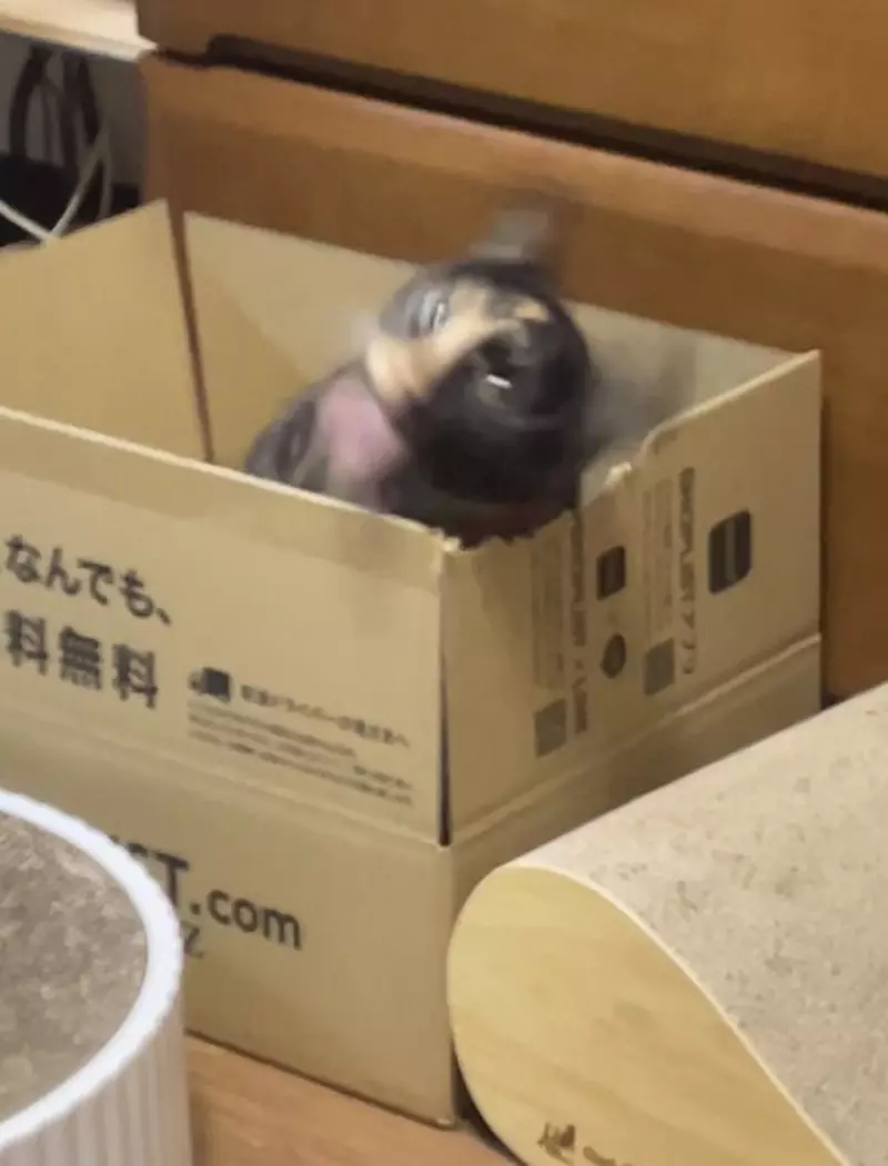 圖片10 圖片10