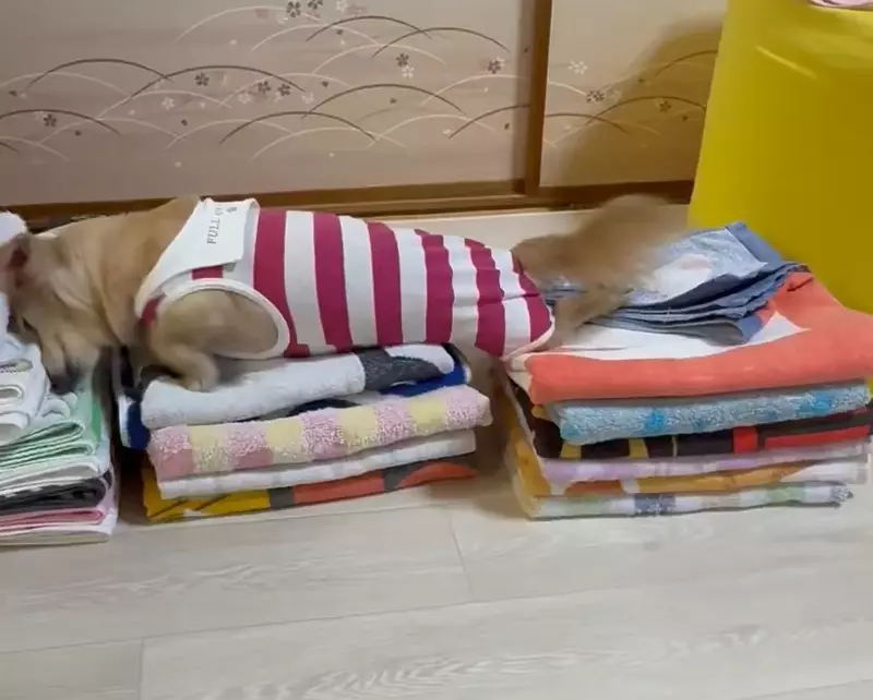 圖片1