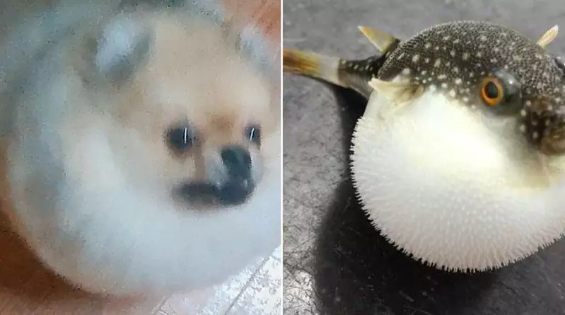 圖片1