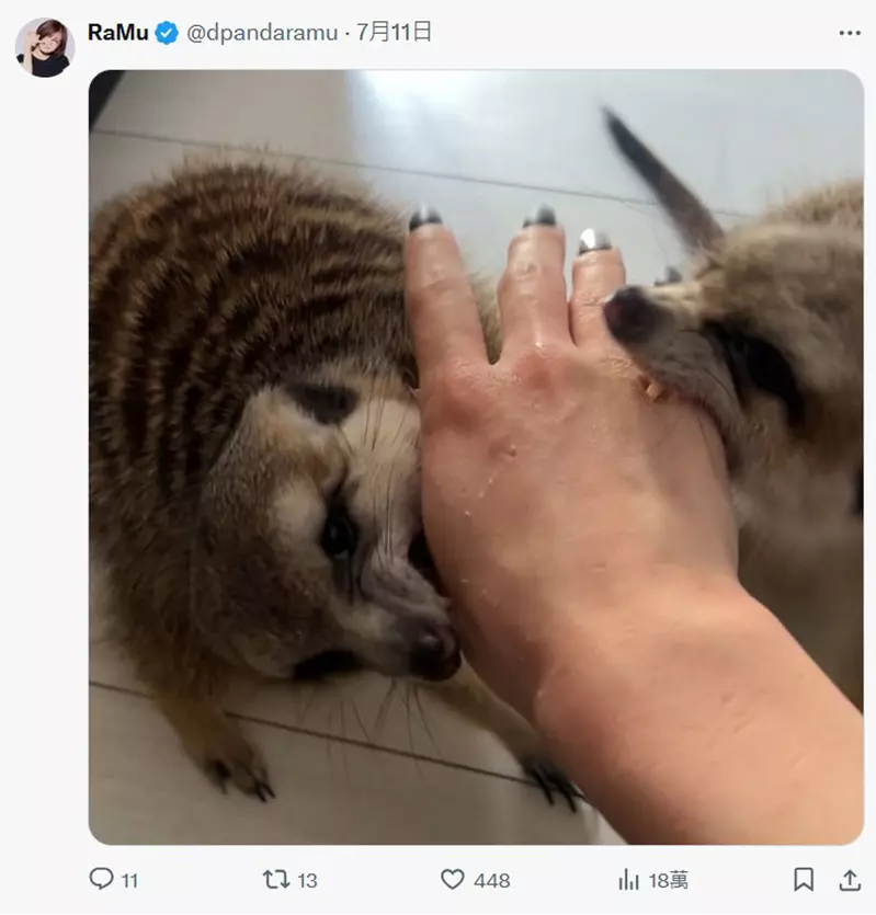 圖片11 圖片11