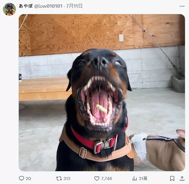 圖片17 圖片17