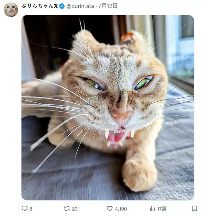 圖片19 圖片19