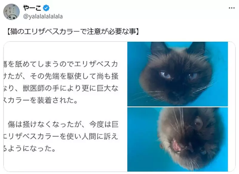 圖片2