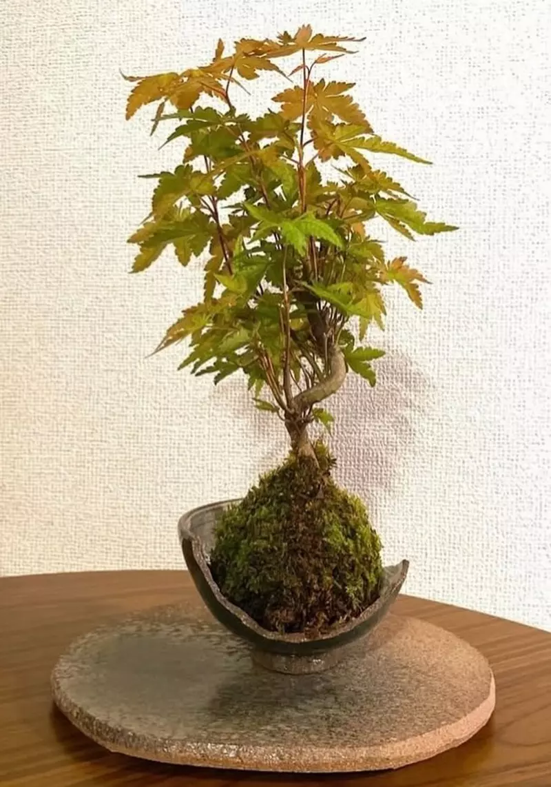 圖片5 圖片5