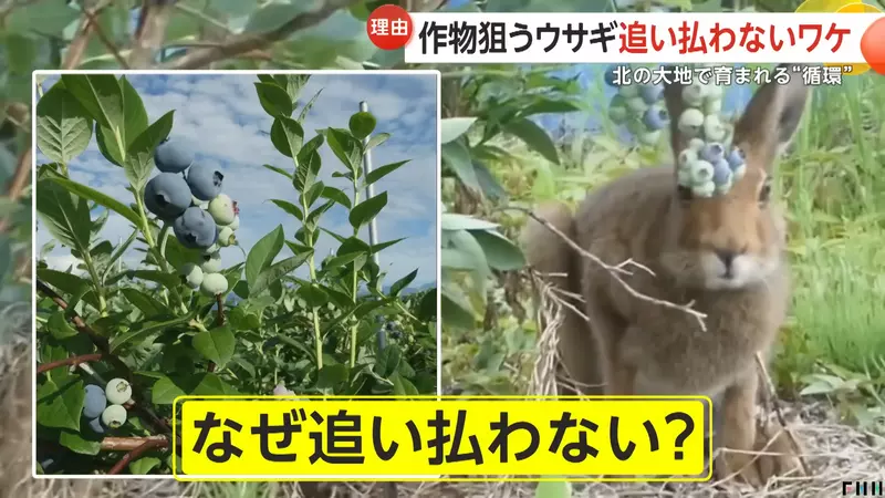 圖片7 圖片7