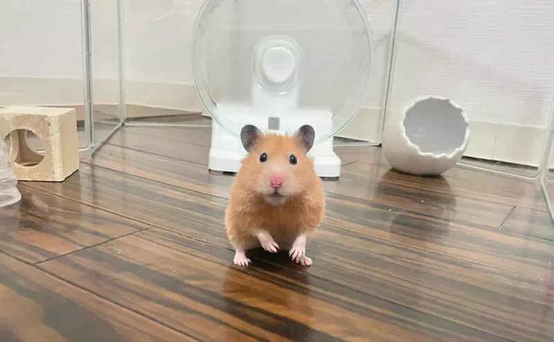 圖片2