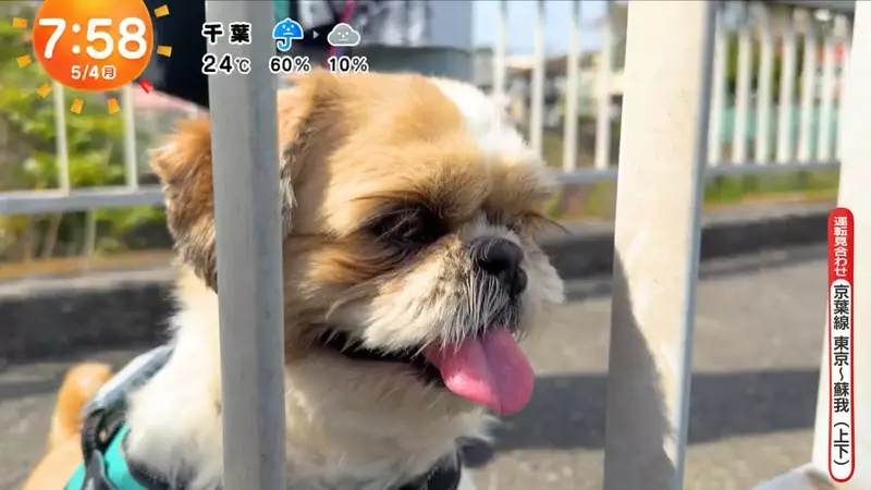 圖片1