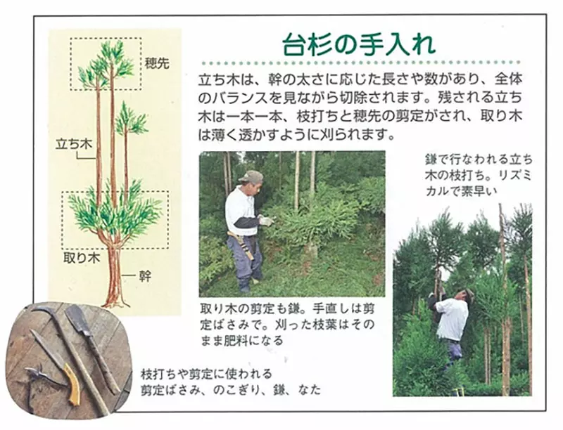 圖片7
