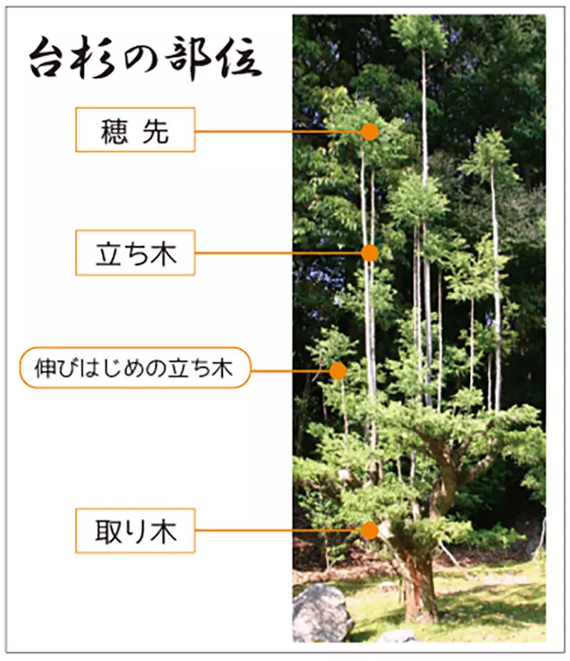 圖片8