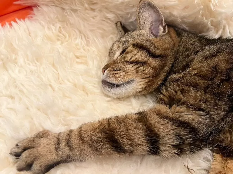 圖片9