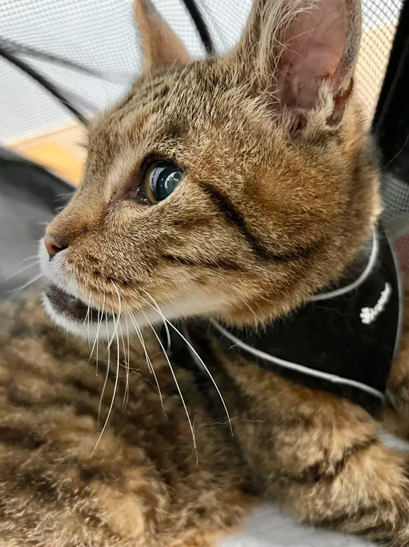 圖片6