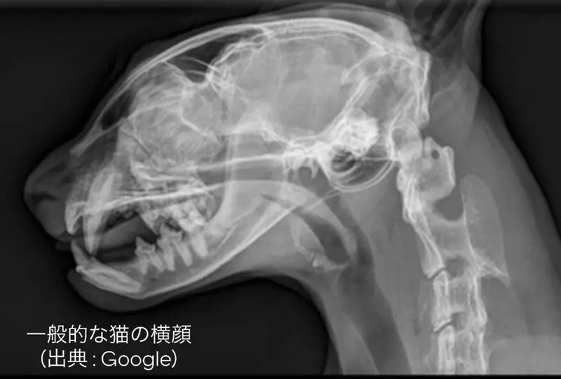 圖片4