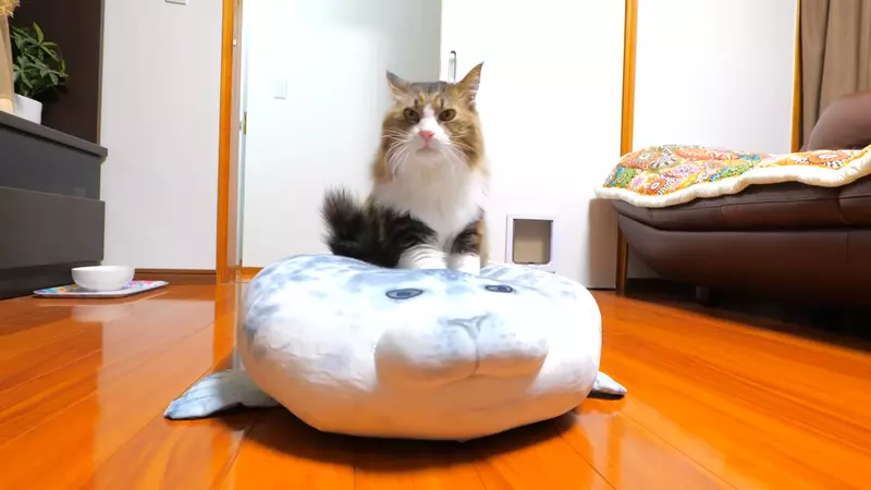 圖片1