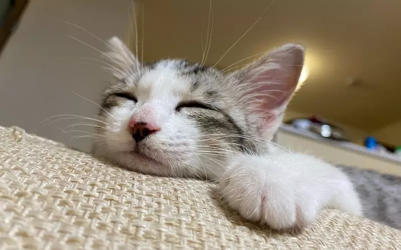 圖片1 圖片1