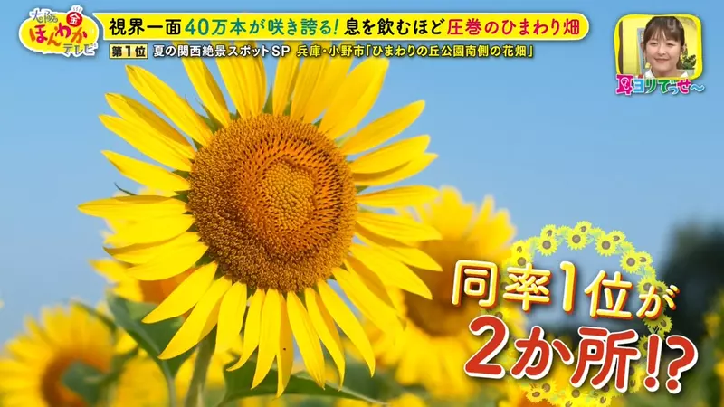圖片28 圖片28