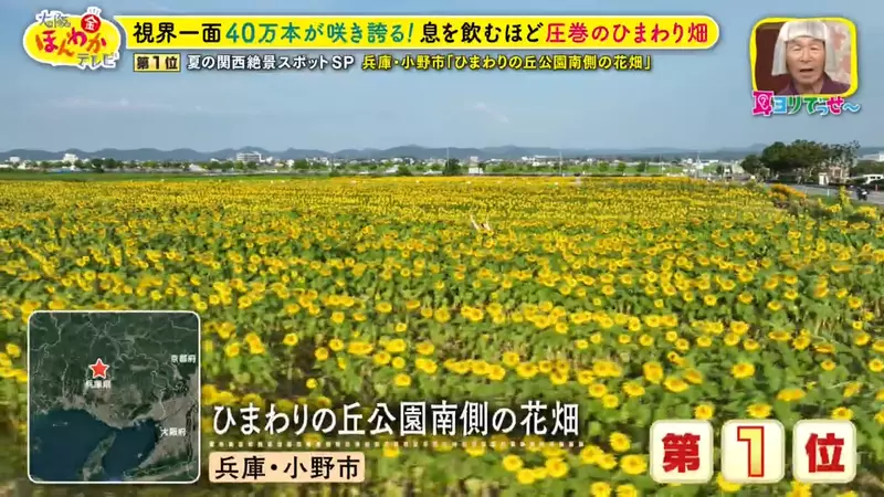 圖片29 圖片29