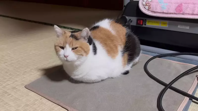 圖片1 圖片1