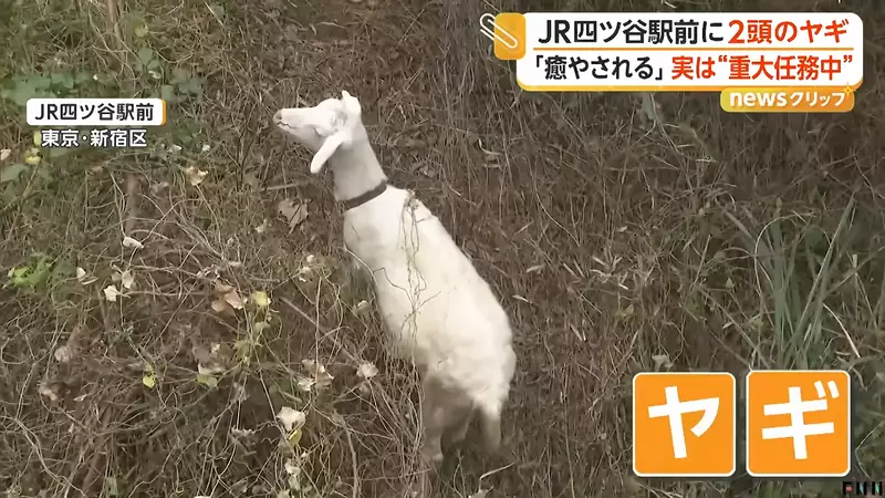 圖片6 圖片6