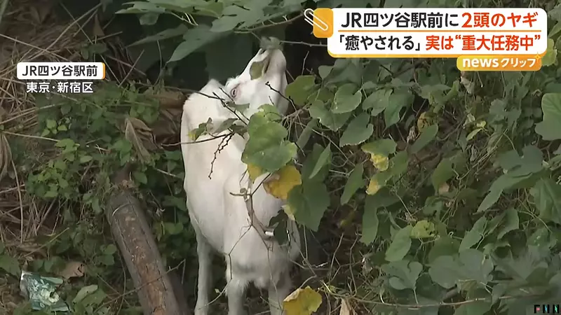 圖片7 圖片7