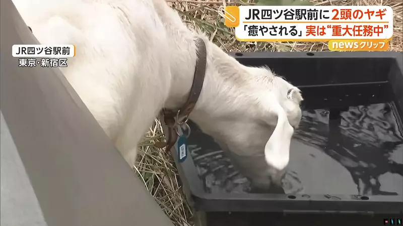圖片8 圖片8