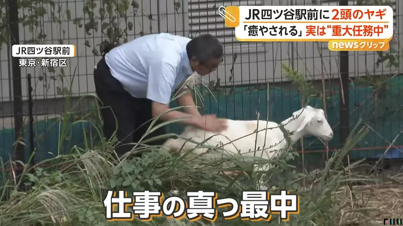 圖片11 圖片11
